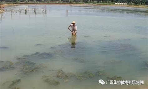 青苔形成|【浅析】青苔繁殖的秘密及处理思路